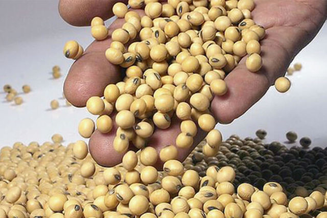 soja A soja faz parte dos alimentos com fitohormônios