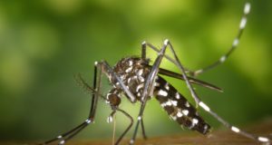 aedes-aegypt