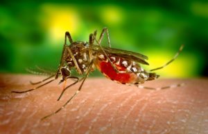 Mosquito que transmite a dengue