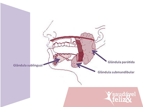 Glândulas salivares e a caxumba glandulas-salivares-e-a-caxumba