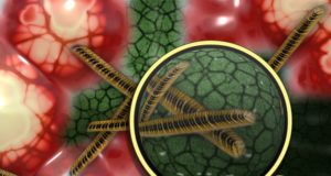bacterias-super-desenvolvidas