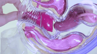 coletor menstrual coletor menstrual