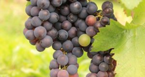 os-beneficios-da-uva