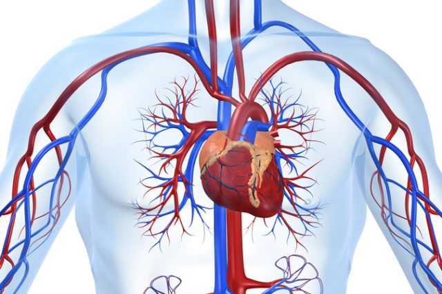 Vasculite: causas, sintomas e tratamento vasculite